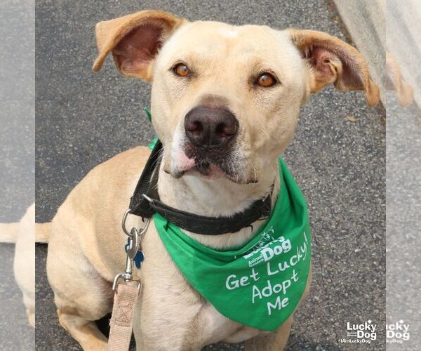 Medium Photo #27 Labrador Retriever-Retriever  Mix Puppy For Sale in Washington, DC, USA