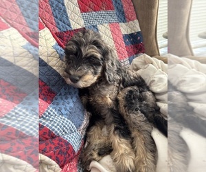 Double Doodle Puppy for sale in SATSUMA, FL, USA