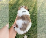 Small #4 Shih Tzu