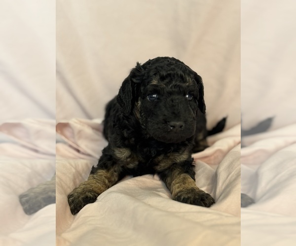 Medium Photo #7 Bernedoodle (Miniature) Puppy For Sale in LONGMONT, CO, USA