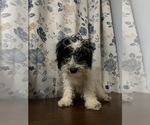 Small #35 Cavapoo-Poodle (Miniature) Mix