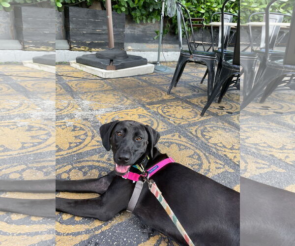 Medium Photo #2 German Shorthaired Pointer-Unknown Mix Puppy For Sale in Miami, FL, USA