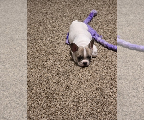 Medium Photo #1 French Bulldog Puppy For Sale in ASHLAND, OH, USA