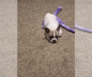 Medium French Bulldog