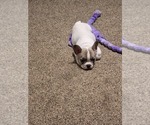 Puppy Houdini French Bulldog