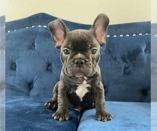 Medium Photo #2 French Bulldog Puppy For Sale in GLENDALE, CA, USA