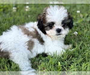 Shih Tzu Puppy for sale in WHITELAND, IN, USA