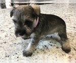Small Photo #127 Schnauzer (Miniature) Puppy For Sale in VALRICO, FL, USA