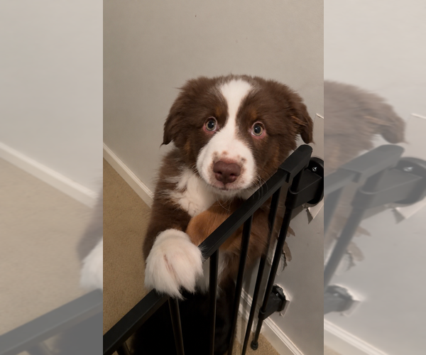 Medium Photo #3 Miniature American Shepherd Puppy For Sale in HURT, VA, USA
