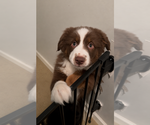 Small #2 Miniature American Shepherd