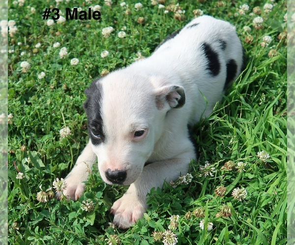 Medium Photo #6 Sheprador Puppy For Sale in ELGIN, IL, USA