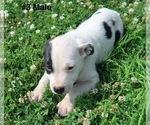 Small #5 Sheprador