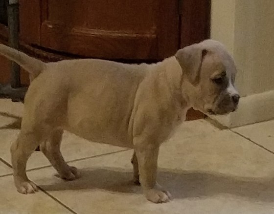 Medium Photo #1 American Staffordshire Terrier Puppy For Sale in TAMPA, FL, USA