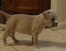 Small Photo #1 American Staffordshire Terrier Puppy For Sale in TAMPA, FL, USA