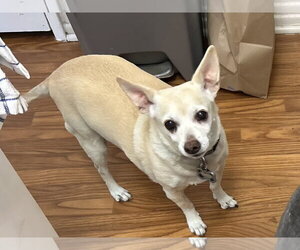 Chico - Male Chihuahua Dog for Adoption - Photo #2