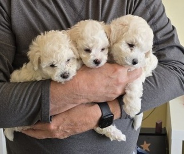 Medium Photo #1 Bichon Frise Puppy For Sale in AMERICAN FORK, UT, USA
