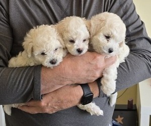 Bichon Frise Litter for sale in AMERICAN FORK, UT, USA
