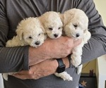 Small Bichon Frise