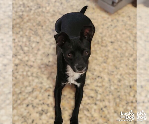 Medium Photo #2 Chihuahua-Unknown Mix Puppy For Sale in Washington, DC, USA