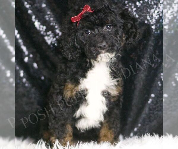 Medium Photo #5 Poodle (Toy) Puppy For Sale in WARSAW, IN, USA