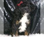 Small #4 Poodle (Toy)