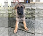 Small Photo #7 German Shepherd Dog Puppy For Sale in LAUREL, IN, USA