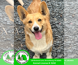Pembroke Welsh Corgi Dogs for adoption in Stroudsburg, PA, USA