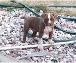 Small Photo #1 American Bulldog Puppy For Sale in AURORA, CO, USA