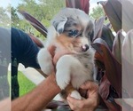 Small Photo #1 Australian Shepherd Puppy For Sale in GIBSONTON, FL, USA