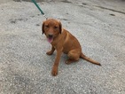 Small Photo #7 Labrador Retriever Puppy For Sale in BUCK, PA, USA