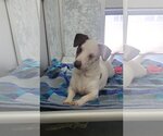 Small #2 Dachshund Mix