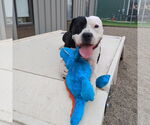 Small #39 American Pit Bull Terrier Mix