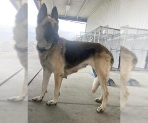 German Shepherd Dog Dogs for adoption in Bakersfield, CA, USA