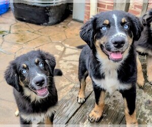 Australian Shepherd Puppy for sale in SOUTH HILL, VA, USA