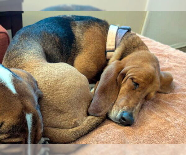 Medium Photo #5 Basset Hound Puppy For Sale in Deepwater, NJ, USA