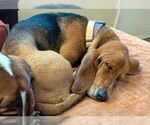 Small #4 Basset Hound