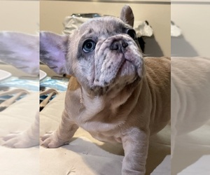 French Bulldog Puppy for sale in WASHINGTON, DC, USA