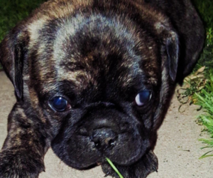 Frenchie Pug Puppy for sale in APPLE VALLEY, CA, USA