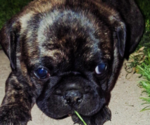 Image preview for Ad Listing. Nickname: Daisy