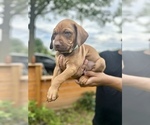 Puppy Jax Belgian Malinois-Catahoula Leopard Dog Mix