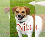 Small #2 Jack Russell Terrier