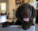 Small #4 Flat Coated Retriever