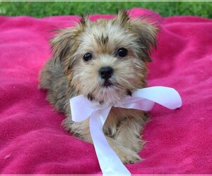 Shorkie Tzu Puppy for sale in COSHOCTON, OH, USA