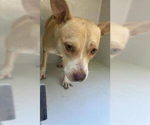 American Pit Bull Terrier-Unknown Mix Dogs for adoption in Houston, TX, USA