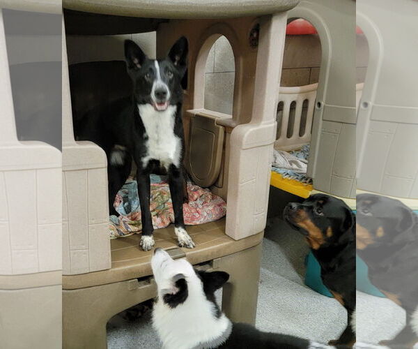 Medium Photo #12 Border Collie Puppy For Sale in Highland, IL, USA