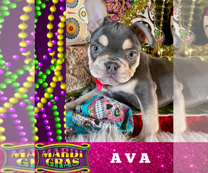 French Bulldog Puppy for sale in HEATHROW, FL, USA