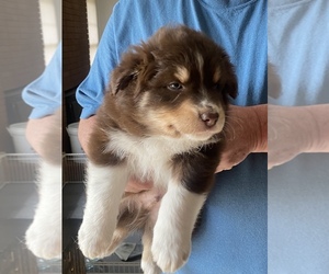 Australian Shepherd Puppy for sale in THOMASVILLE, NC, USA