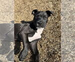 Small Photo #2 American Staffordshire Terrier-Unknown Mix Puppy For Sale in Holly Springs, NC, USA