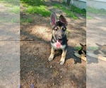 Small Photo #8 German Shepherd Dog Puppy For Sale in PORTAGE, IN, USA