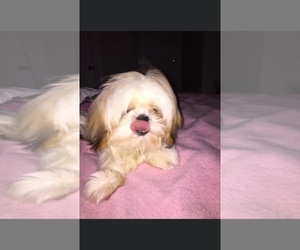 Shih Tzu Puppy for sale in CANTONMENT, FL, USA